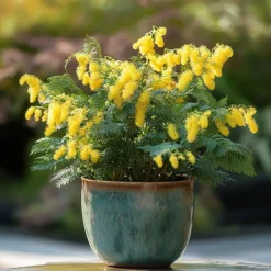 Zilveracacia - Set van 3 - Mimosa dealbata - Hoogte 25-40cm - ⌀9cm