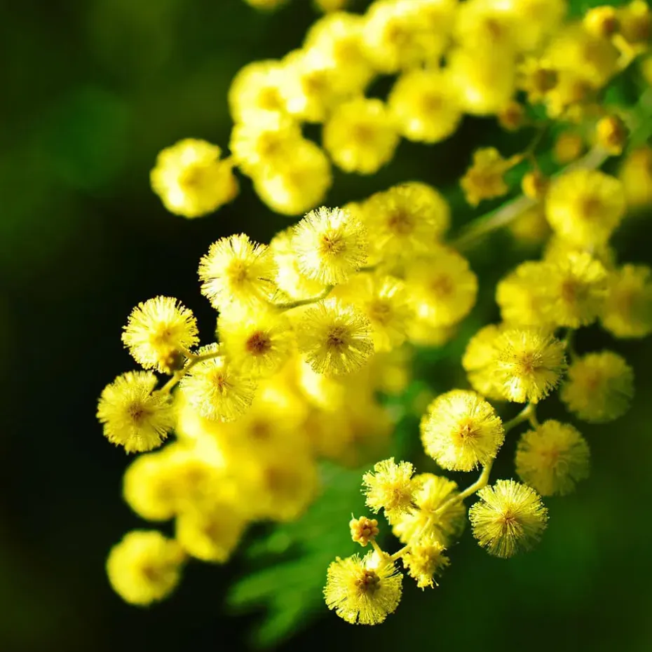 Zilveracacia - Set van 3 - Mimosa dealbata - Hoogte 25-40cm - ⌀9cm