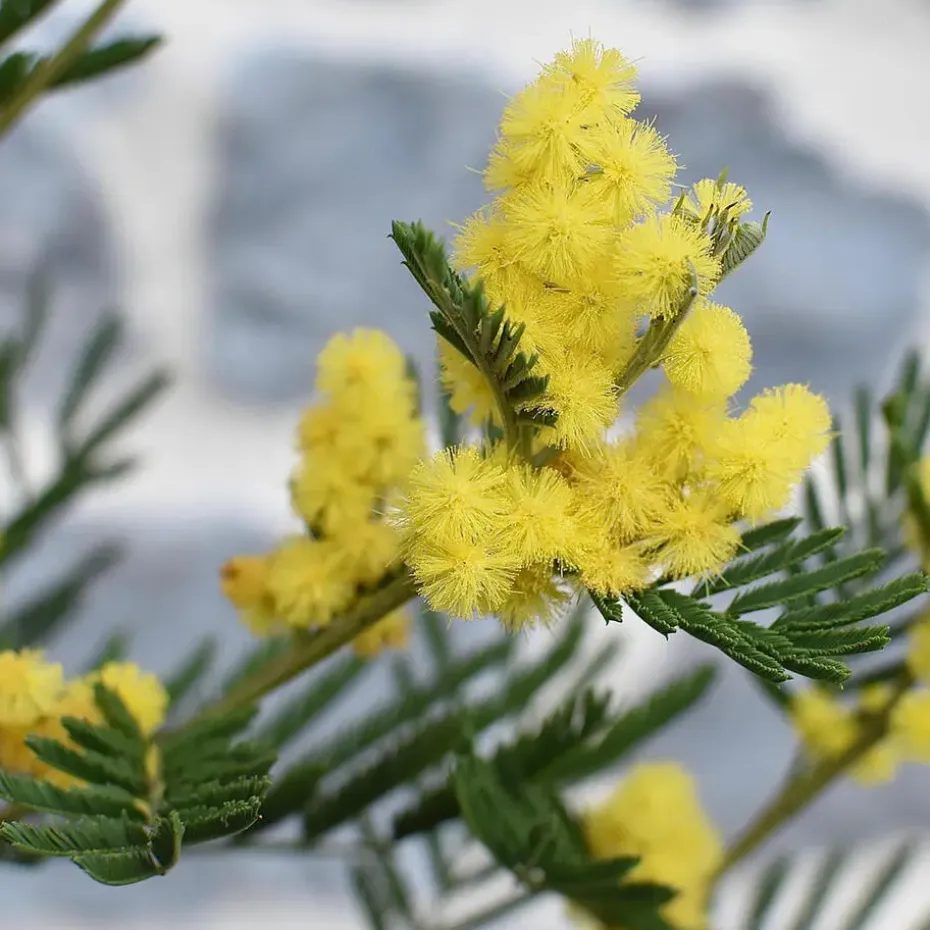 Zilveracacia - Set van 6 - Mimosa dealbata - Hoogte 25-40cm - ⌀9cm