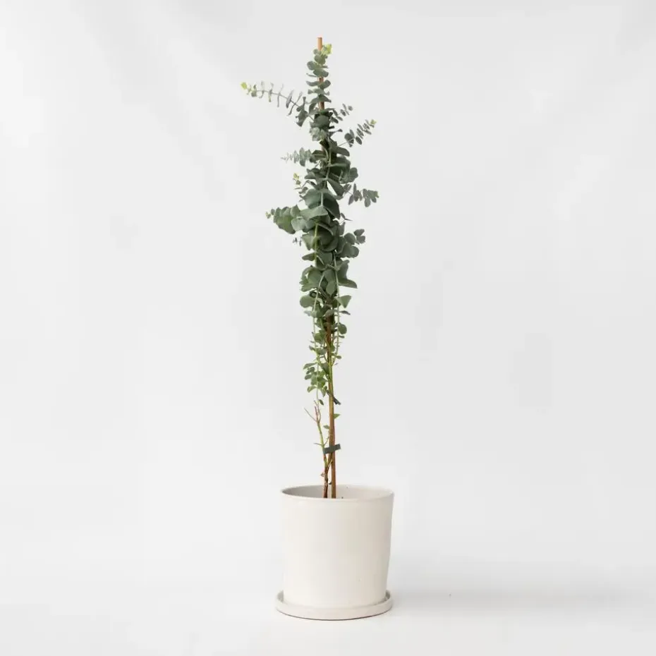 Zilvereucalyptus - Eucalyptus cinerea 'Silver Dollar' - Hoogte 90-110cm - ⌀19cm