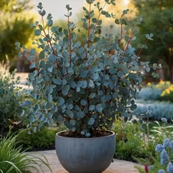 Zilvereucalyptus - Set van 2 - Eucalyptus - Hoogte 90-110cm - ⌀19cm