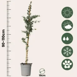 Zilvereucalyptus - Set van 2 - Eucalyptus - Hoogte 90-110cm - ⌀19cm