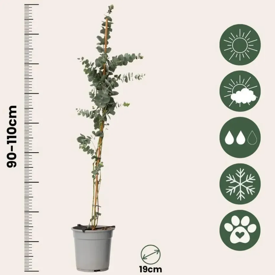 Zilvereucalyptus - Set van 2 - Eucalyptus - Hoogte 90-110cm - ⌀19cm