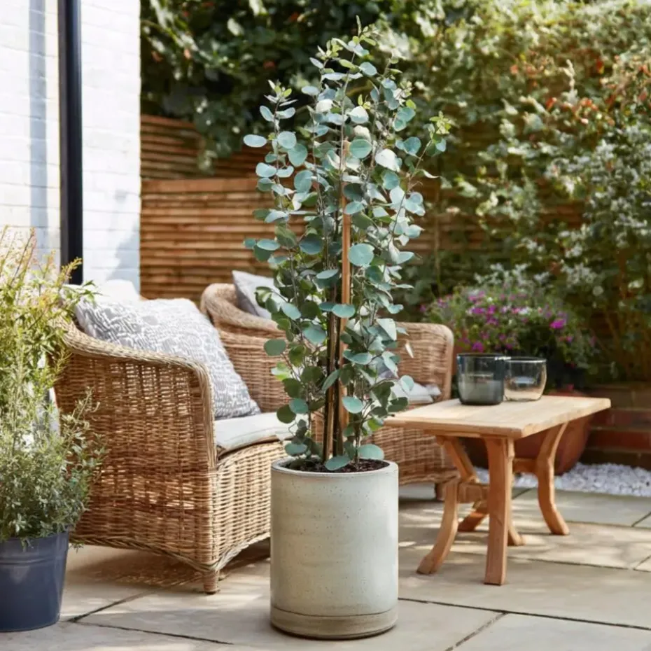 Zilvereucalyptus - Set van 2 - Eucalyptus - Hoogte 90-110cm - ⌀19cm