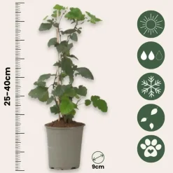 Zwarte bes - Set van 3 - Ribes Nigrum - Hoogte 25-40cm - ⌀9cm