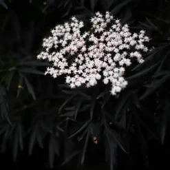 Zwarte vlier - Set van 2 - Sambucus nigra 'Black Lace' - Hoogte 25-40cm - ⌀17cm