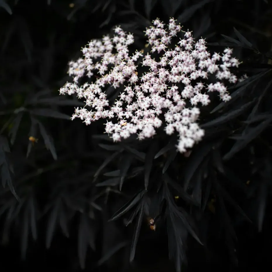 Zwarte vlier - Set van 2 - Sambucus nigra 'Black Lace' - Hoogte 25-40cm - ⌀17cm