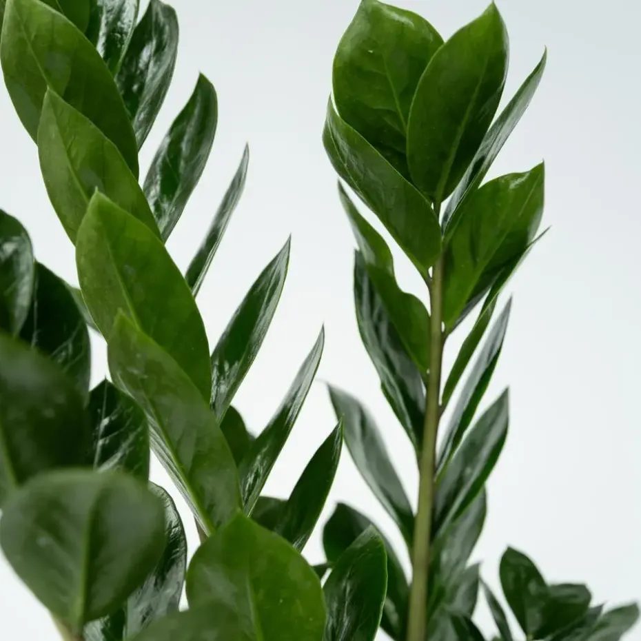 ZZ-plant - Zamioculcas Zamiifolia - Hoogte 55-65cm - ⌀17cm